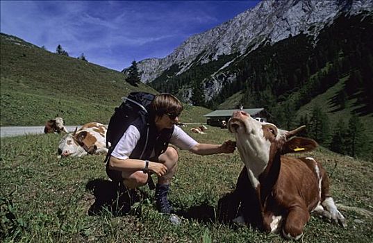 女人,抚摸,母牛,靠近,山,奥地利