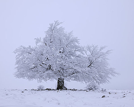 积雪,山毛榉树,山峦,黑森州,德国