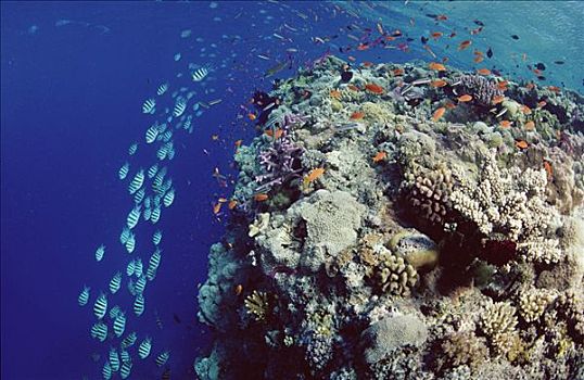 珊瑚礁,场景,仙女,鱼群,金拟花鲈