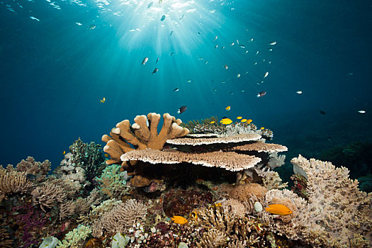 硬珊瑚,礁石,科莫多国家公园,印度尼西亚