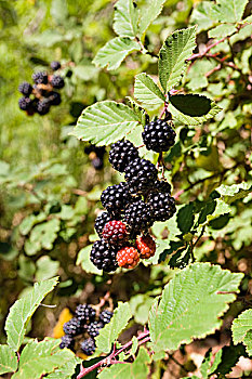 黑莓,塞文山脉,国家公园,法国,欧洲