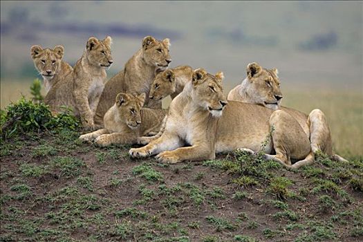非洲狮,狮子,自豪,马赛马拉国家保护区,肯尼亚