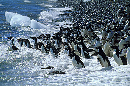 南极,保利特岛,阿德利企鹅,海滩,海洋,进食