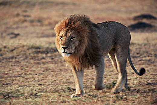 肯尼亚,雄性,狮子,走,马赛马拉,大幅,尺寸