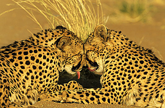 印度豹,猎豹,一对,俘获,纳米比亚,非洲