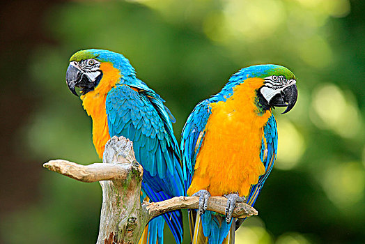 蓝黄金刚鹦鹉,黄蓝金刚鹦鹉,一对,南美,俘获,德国,欧洲