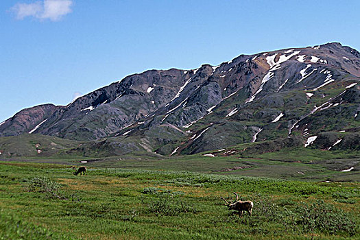 美国,阿拉斯加,德纳里峰国家公园,靠近,中心,北美驯鹿,放牧