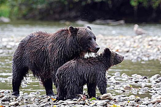 大灰熊,家庭,大熊雨林,不列颠哥伦比亚省,加拿大