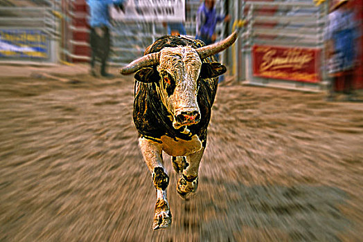 牛仔竞技表演,弓背跃起,公牛,奔跑,向前,艾伯塔省,加拿大