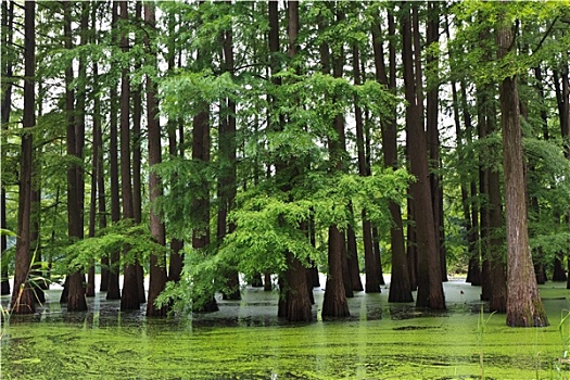 洪水,树林