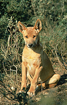澳洲野狗,狗,幼仔,坐,澳大利亚