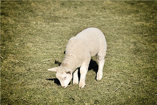 羊羔,牧场