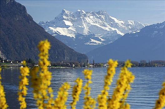 春天,日内瓦湖,靠近,蒙特勒,顶峰,凹,沃州,瑞士