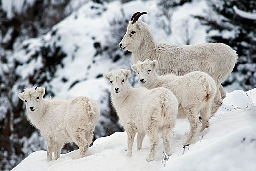 野大白羊,三个,幼兽,阿拉斯加