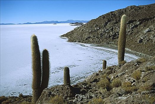 岛屿,中间,公里,宽,盐湖,乌尤尼,盐磐,展示,六边形,裂隙,玻利维亚
