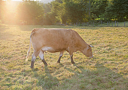 母牛,放牧,乡村,土地