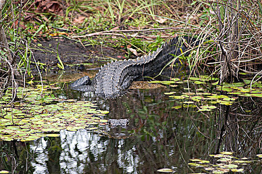 鳄鱼,隐藏,水下,大沼泽地国家公园,佛罗里达,美国