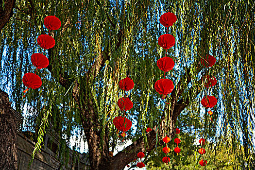 绿色的树上挂着两串中国红色灯笼