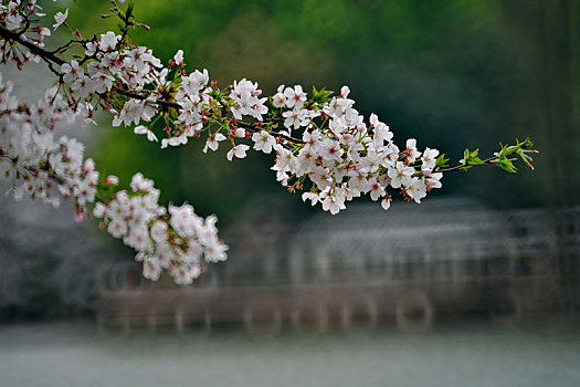 樱花湖,樱花树下,樱花