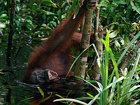 猩猩,黑猩猩,觅食,秋天,水中,婆罗洲,马来西亚