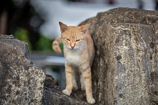 后院花园里玩耍的可爱猫眯