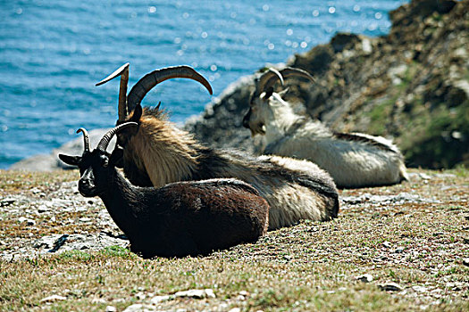 山羊,休息,水边,百丽莱内梅尔,莫尔比昂省,布列塔尼半岛,法国