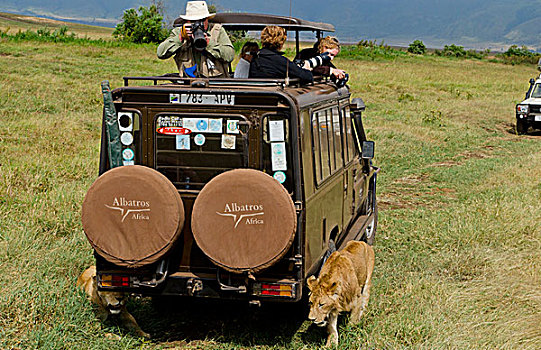 坦桑尼亚,恩戈罗恩戈罗,公园,狮子,休息,荫凉,旅游,拍照