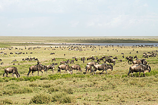 大,牧群,角马,过去,湖,塞伦盖蒂,短小,草,靠近,恩戈罗恩戈罗火山口,保护区,坦桑尼亚