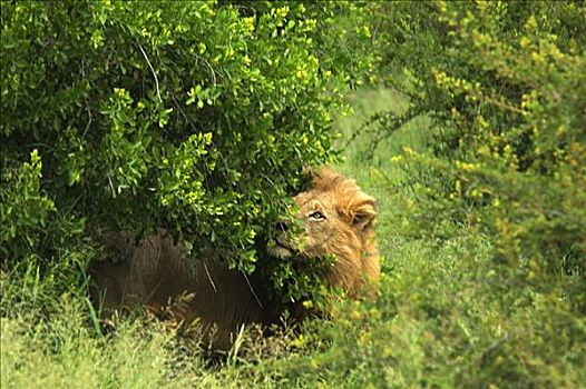 狮子,站立,树林,禁猎区,克鲁格国家公园,林波波河,南非