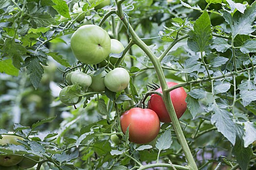 生长中的西红柿