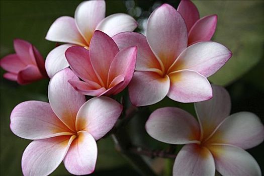 鸡蛋花,夏威夷