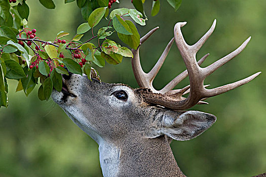 白尾鹿,公鹿,浏览,水果