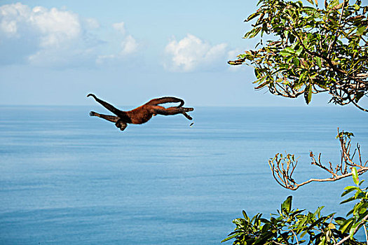 跳跃,树,奥撒半岛,哥斯达黎加
