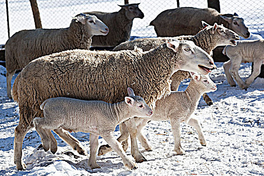 羊羔,农场,安大略省,加拿大