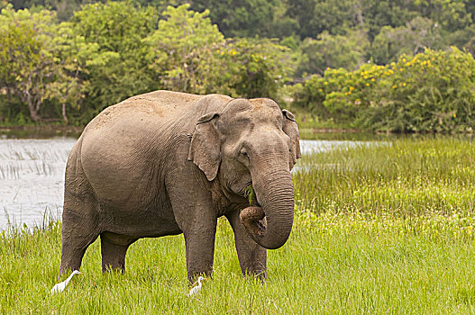 亚洲,亚洲象,象属,国家公园,斯里兰卡