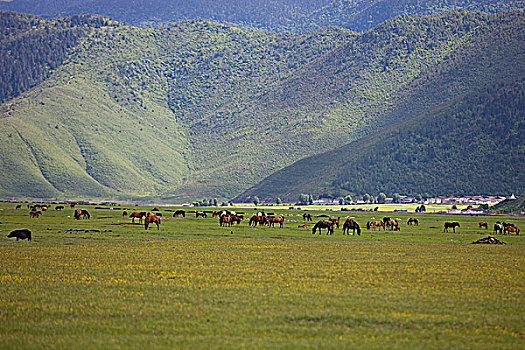 马,放牧,香格里拉,中国