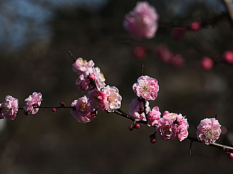 梅花,花朵,梅园,春天,报春