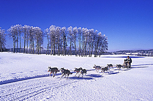 狗拉雪橇,卡里布,区域,不列颠哥伦比亚省,加拿大