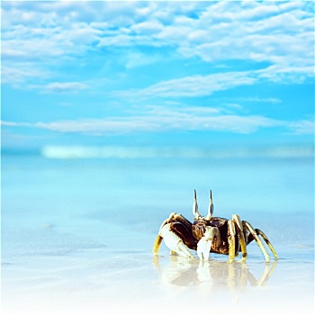 螃蟹,热带沙滩