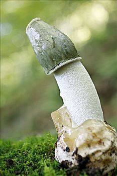 蘑菇,拉丁美洲,白鬼笔