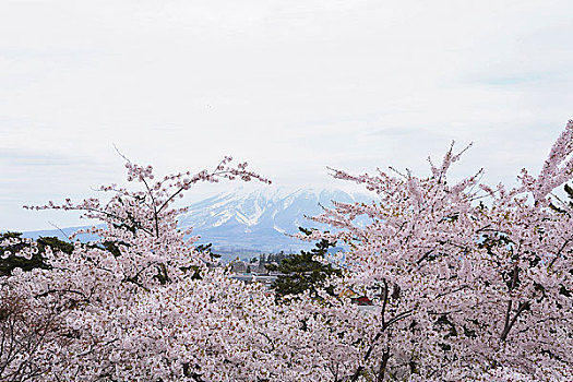 樱花,树,山