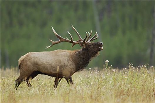 麋鹿,北美马鹿,鹿属,雄性动物,叫,黄石国家公园,怀俄明,美国
