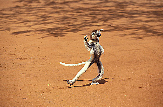 马达加斯加狐猴,维氏冕狐猴,成年,蹦跳,地面,贝伦提保护区,马达加斯加