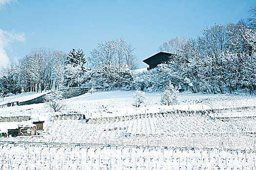 瑞士,沃州,葡萄园,木房子,雪中