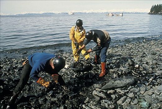 工人,努力,清洁,油,海滩,石油泄露,阿拉斯加