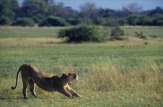 博茨瓦纳,奥卡万戈三角洲,莫雷米禁猎区,雌狮,狮子,伸展,非洲