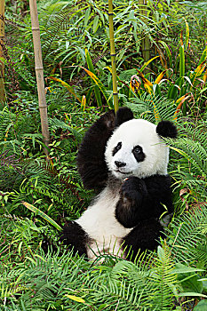 大熊猫,两个,岁月,中国,研究中心,成都,四川,亚洲