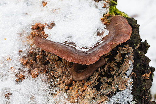 积雪,蚝蘑,平菇