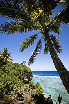海岸线,棕榈树,纽埃岛,南太平洋