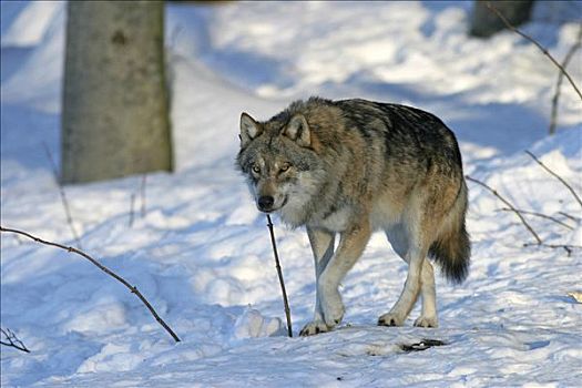 狼,禁猎区,巴伐利亚森林,德国
